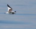 Sabine's Gull